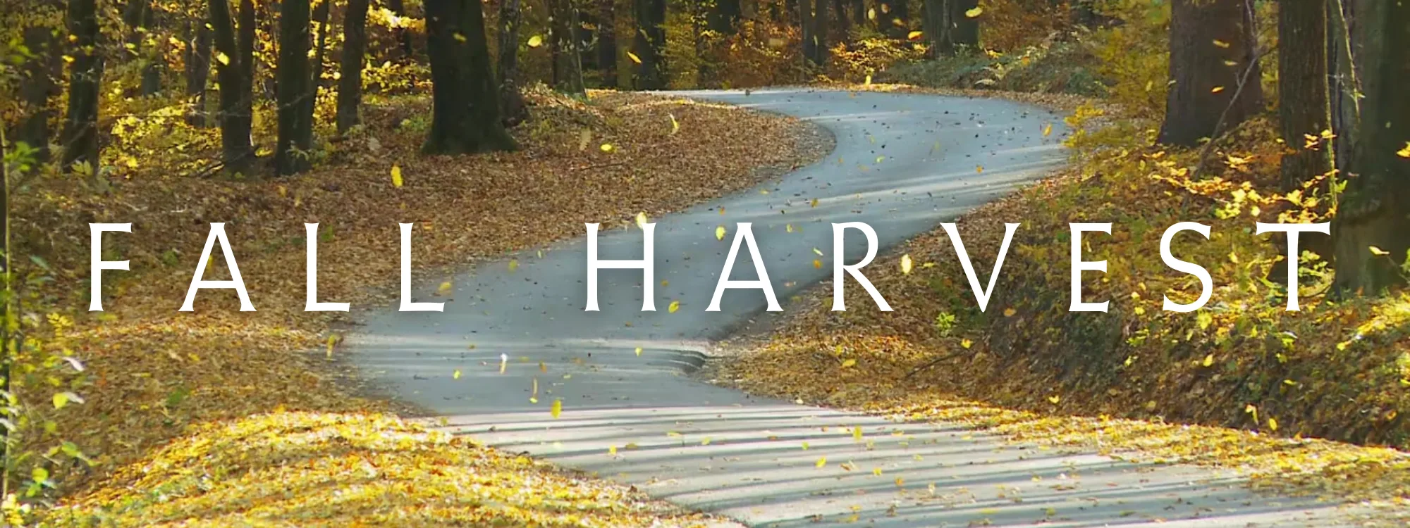 MM Email Header (Nov 2024)